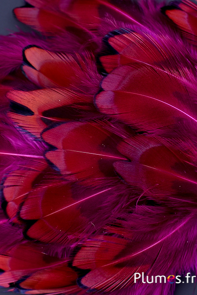 Faisan de Colchide - 3-5 cm - fuchsia